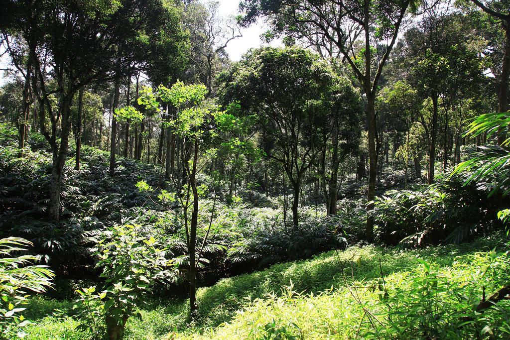 Thekkady Kalarickal Heritage Bungalow Vandanmedu ภายนอก รูปภาพ